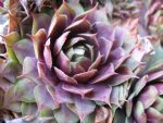 sempervivum-hyb-fuego-2