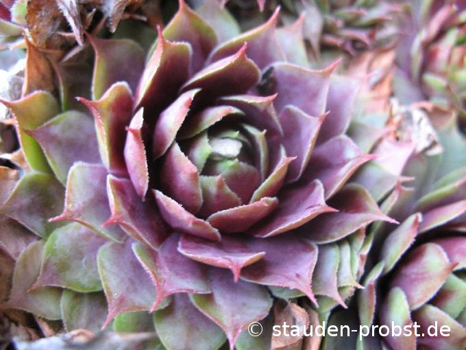 Sempervivum 'Fuego' - Hauswurz