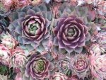 sempervivum-hyb-fuego