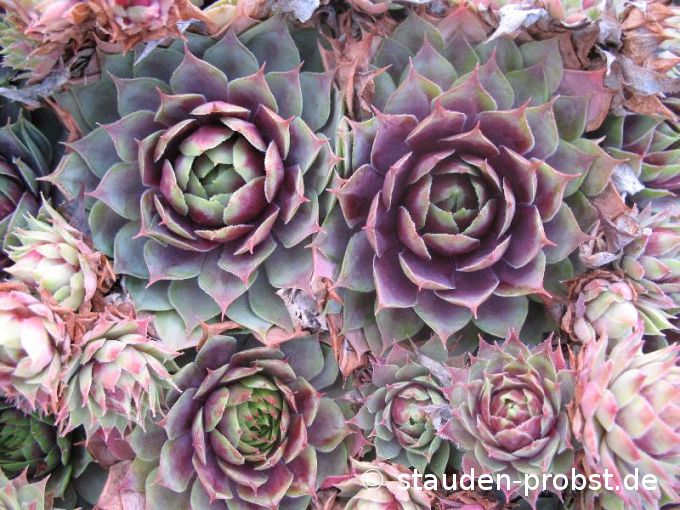 Sempervivum 'Fuego' - Hauswurz