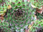sempervivum-hyb-fuji-2