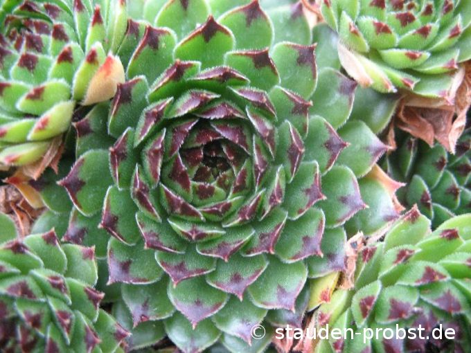 Sempervivum 'Fuji' - Hauswurz