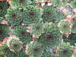 sempervivum-hyb-fuji