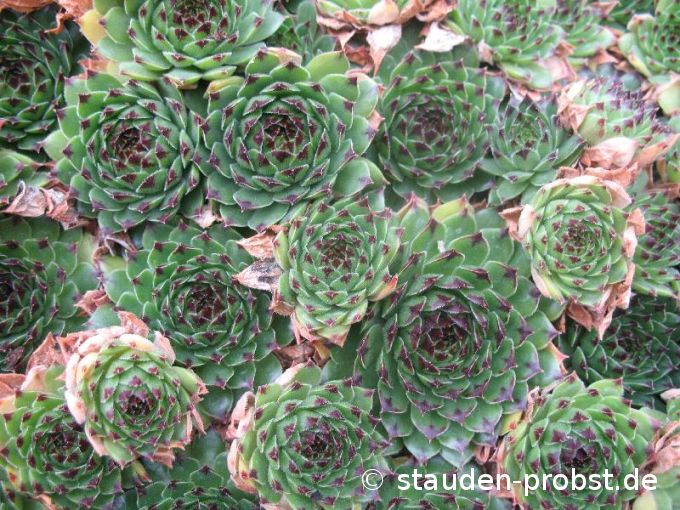 Sempervivum 'Fuji' - Hauswurz
