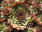 sempervivum-hyb-gargamel