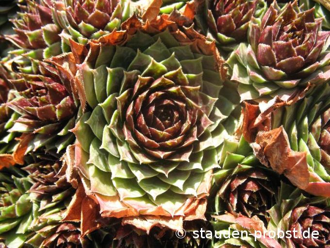 Sempervivum 'Gargamel' - Hauswurz