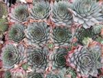 sempervivum-hyb-grey-lady