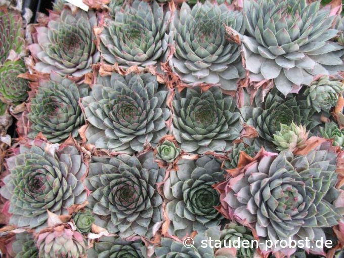 Sempervivum 'Grey Lady' - Hauswurz
