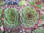 sempervivum-hyb-gruenspecht