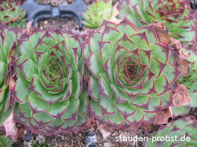 Sempervivum 'Grünspecht' - Hauswurz