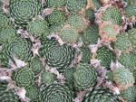 sempervivum-hyb-hey-hey