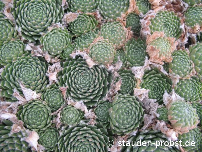 Sempervivum 'Hey Hey' - Hauswurz