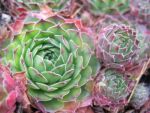 sempervivum-hyb-jack-frost-2