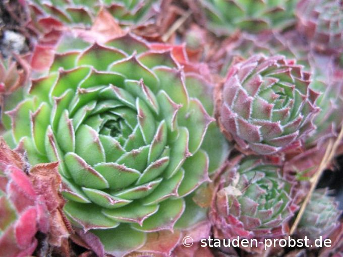 Sempervivum 'Jack Frost' - Hauswurz