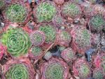 sempervivum-hyb-jack-frost