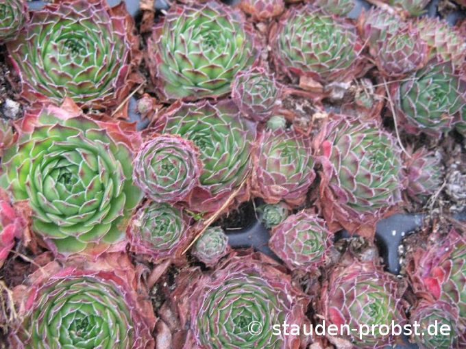 Sempervivum 'Jack Frost' - Hauswurz