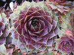 sempervivum-hyb-kiara-2