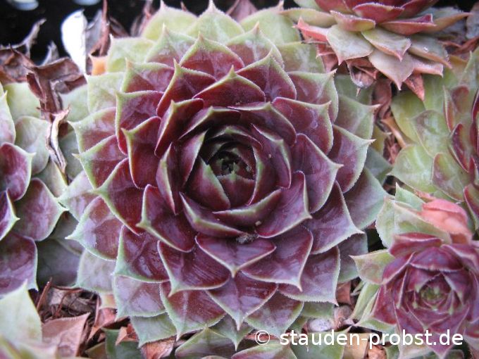 Sempervivum 'Kiara' - Hauswurz