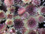 sempervivum-hyb-kiara