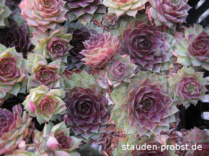 Sempervivum 'Kiara' - Hauswurz