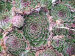 sempervivum laggeri