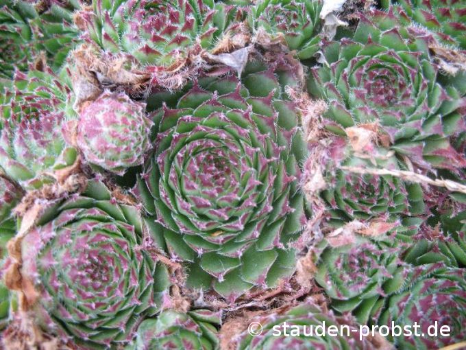 Sempervivum laggeri - Hauswuz