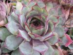 sempervivum-hyb-liesbeth