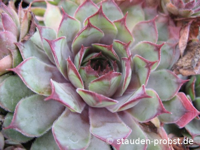 Sempervivum 'Liesbeth' - Hauswurz