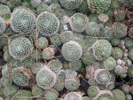 sempervivum-hyb-lore-2