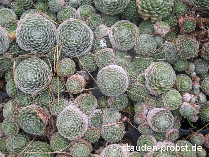 Sempervivum 'Lore' - Hauswurz