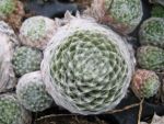 sempervivum-hyb-lore