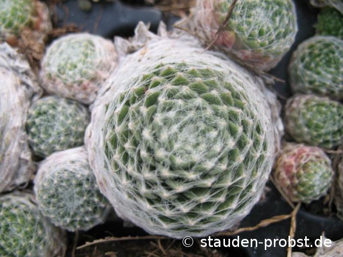 Sempervivum 'Lore' - Hauswurz