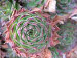sempervivum-hyb-melanie