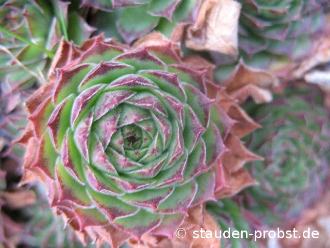Sempervivum 'Melanie' - Hauswurz