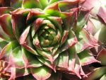 sempervivum-hyb-nico