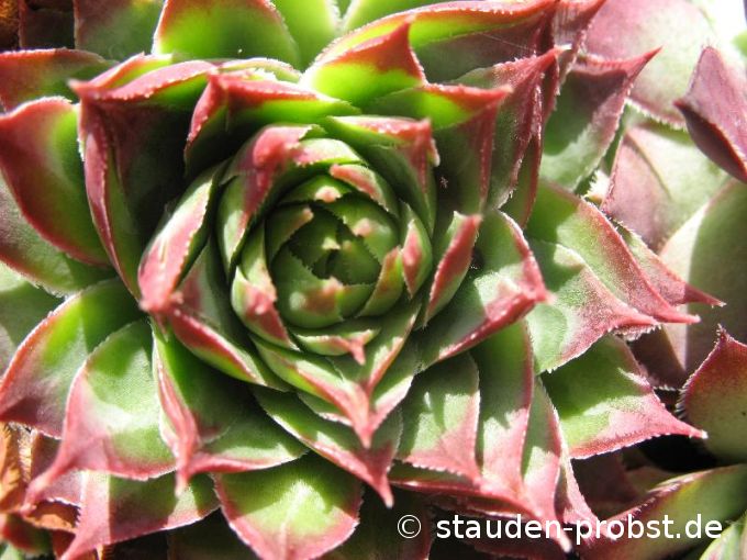 Sempervivum 'Nico' - Hauswurz