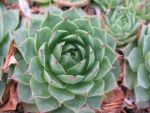 sempervivum-hyb-sepp