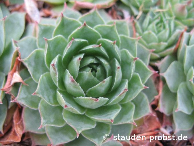 Sempervivum 'Sepp' - Hauswurz