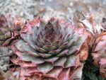 sempervivum-hyb-erwin-2
