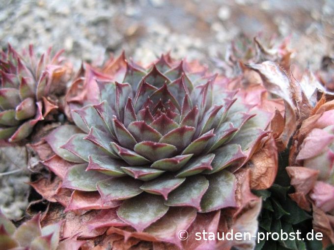Sempervivum 'Erwin' - Hauswurz