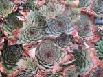 sempervivum-hyb-erwin