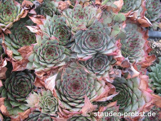 Sempervivum 'Erwin' - Hauswurz