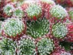 sempervivum-hyb-till-2