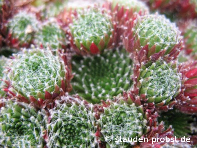 Sempervivum 'Till' - Hauswurz