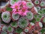 sempervivum-hyb-till
