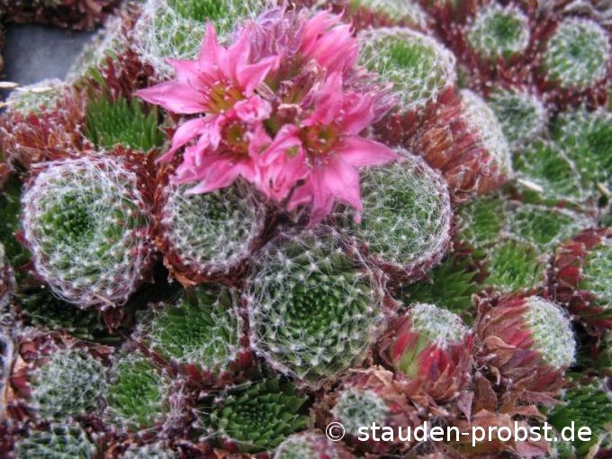 Sempervivum 'Till' - Hauswurz