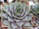 sempervivum-hyb-karl-2