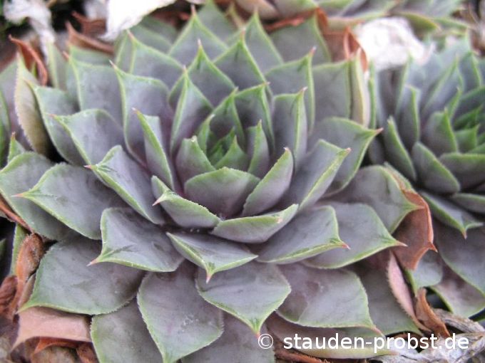 Sempervivum 'Karl' - Hauswurz
