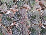 sempervivum-hyb-karl