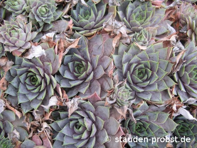 Sempervivum 'Karl' - Hauswurz